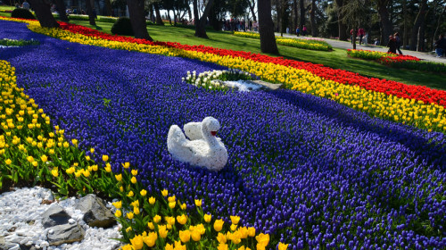 Фестиваль тюльпанов в Стамбуле даты отзывы